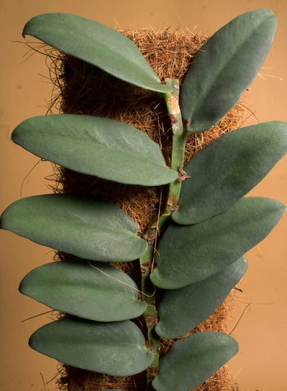 Rhaptidiphora tenuis