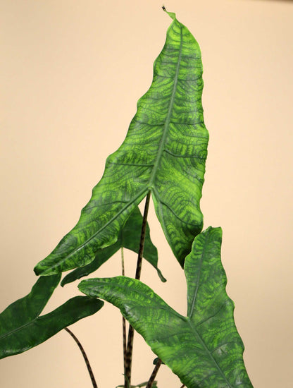 Alocasia zebrina reticulata form