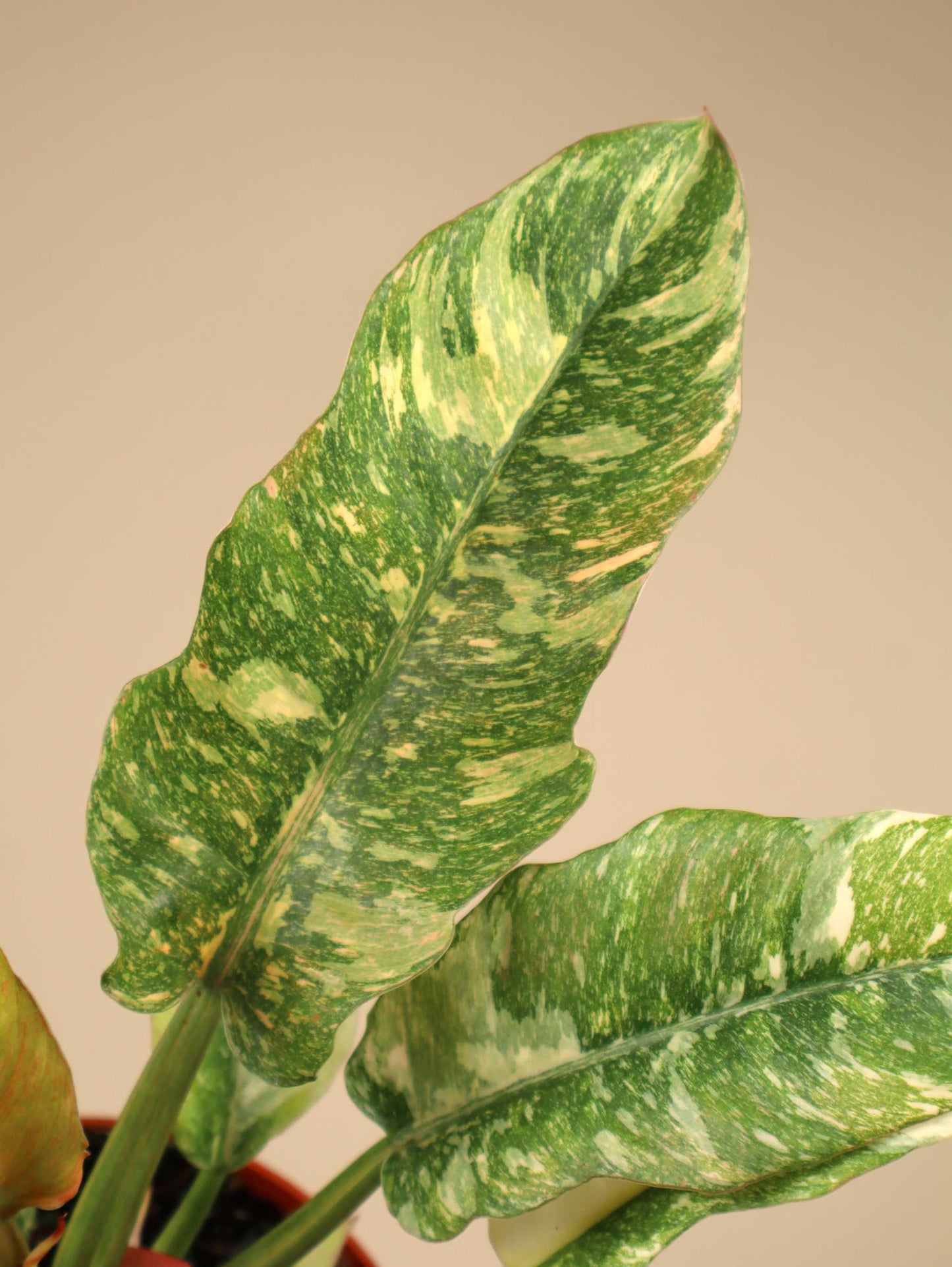 Philodendron 'Ring of Fire'