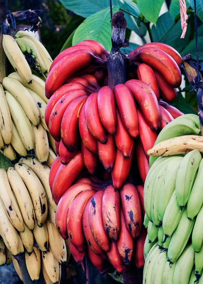 Red dwarf banana 'Figue rose naine' | Edible (Coming soon)