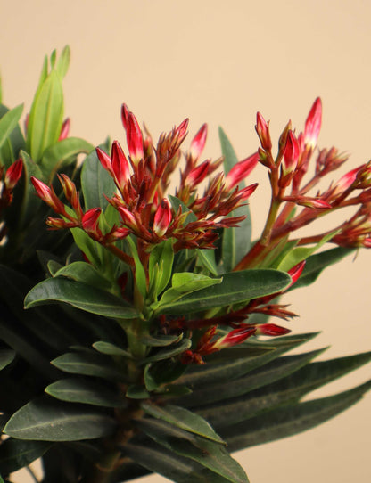 Nerium oleander