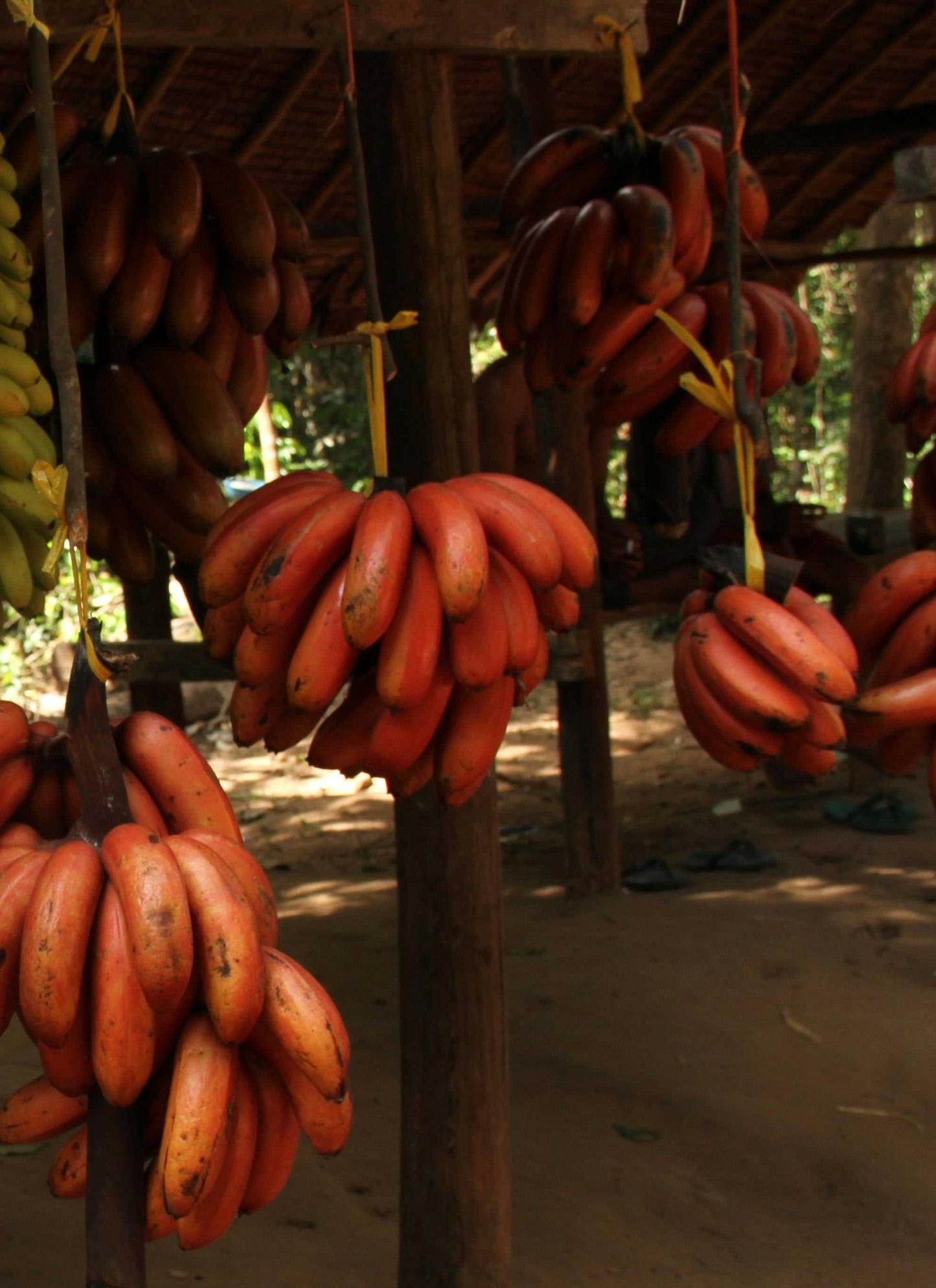 Red dwarf banana 'Figue rose naine' | Edible (Coming soon)