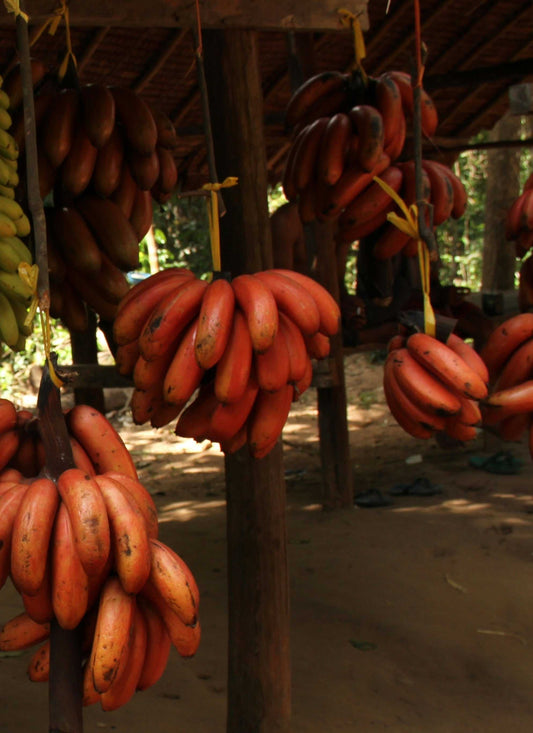 Red dwarf banana 'Figue rose naine' | Edible (Coming soon)
