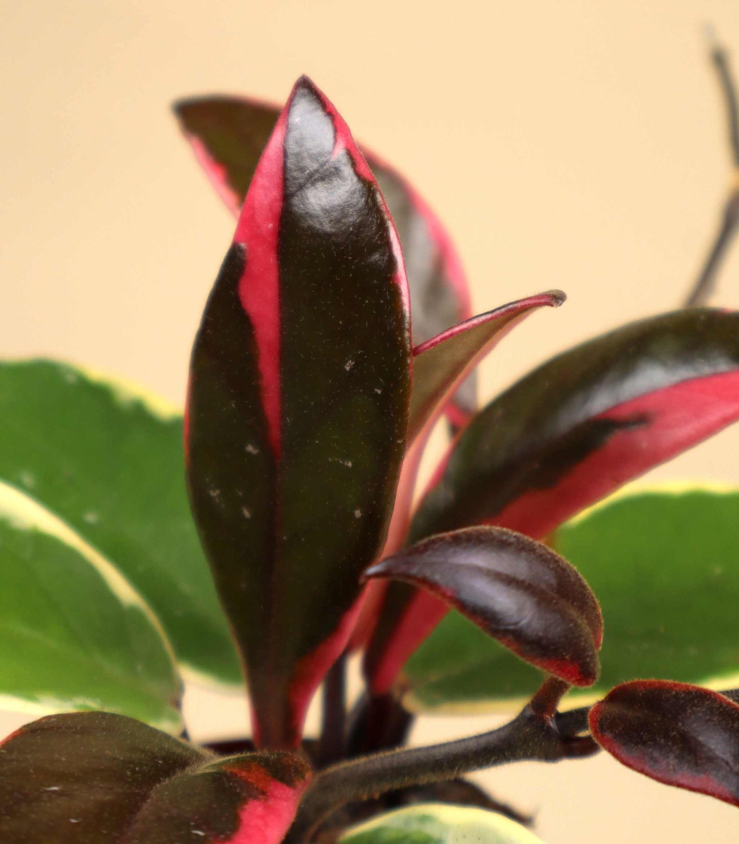 Hoya carnosa 'Flamingo dream'