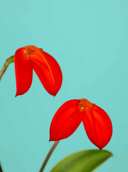 Masdevallia orkidéer