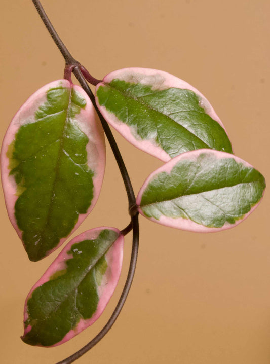 Hoya carnosa 'Flamingo dream'