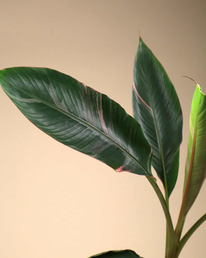 Musa Nono 'Hot pink banana'