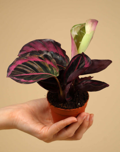 Calathea roseopicta 'Dottie'