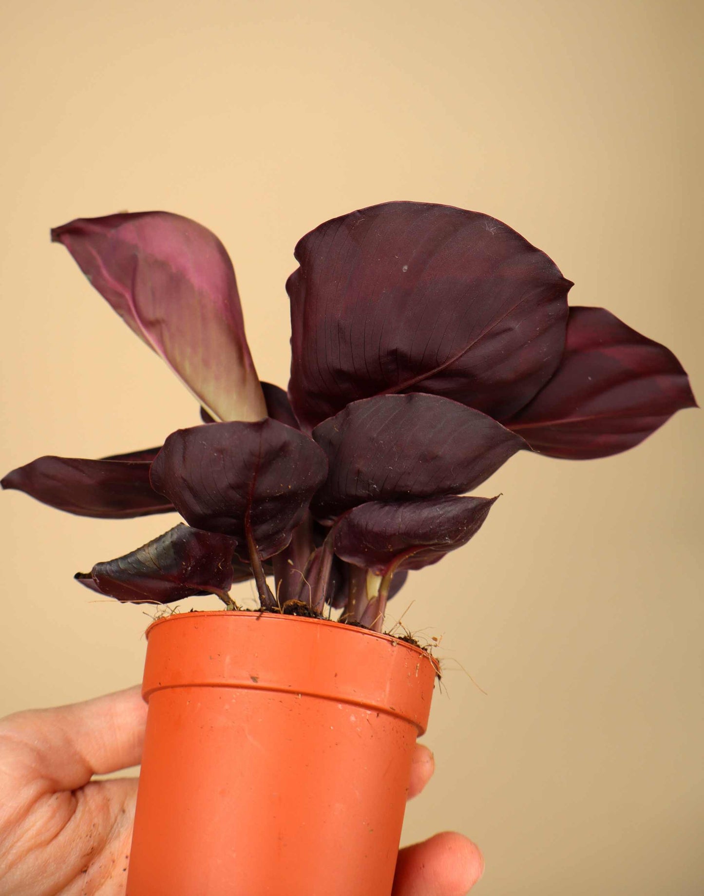 Calathea roseopicta 'Dottie'