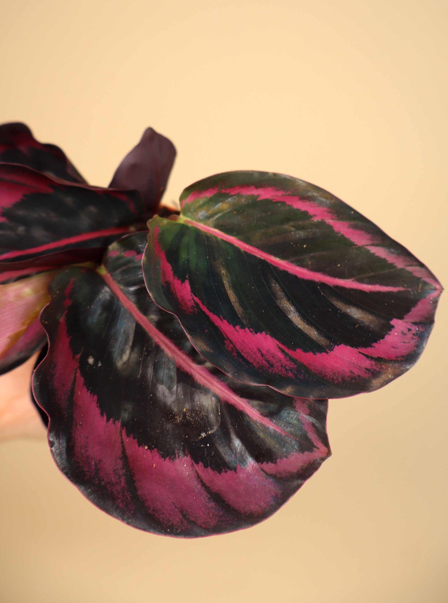 Calathea roseopicta 'Dottie'