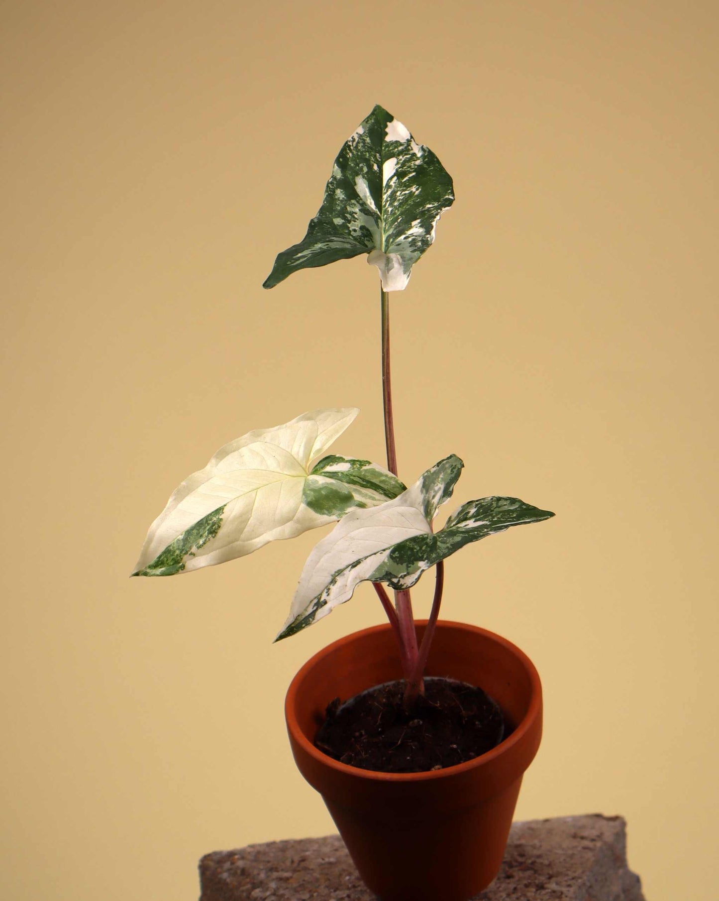 Syngonium albo variegata