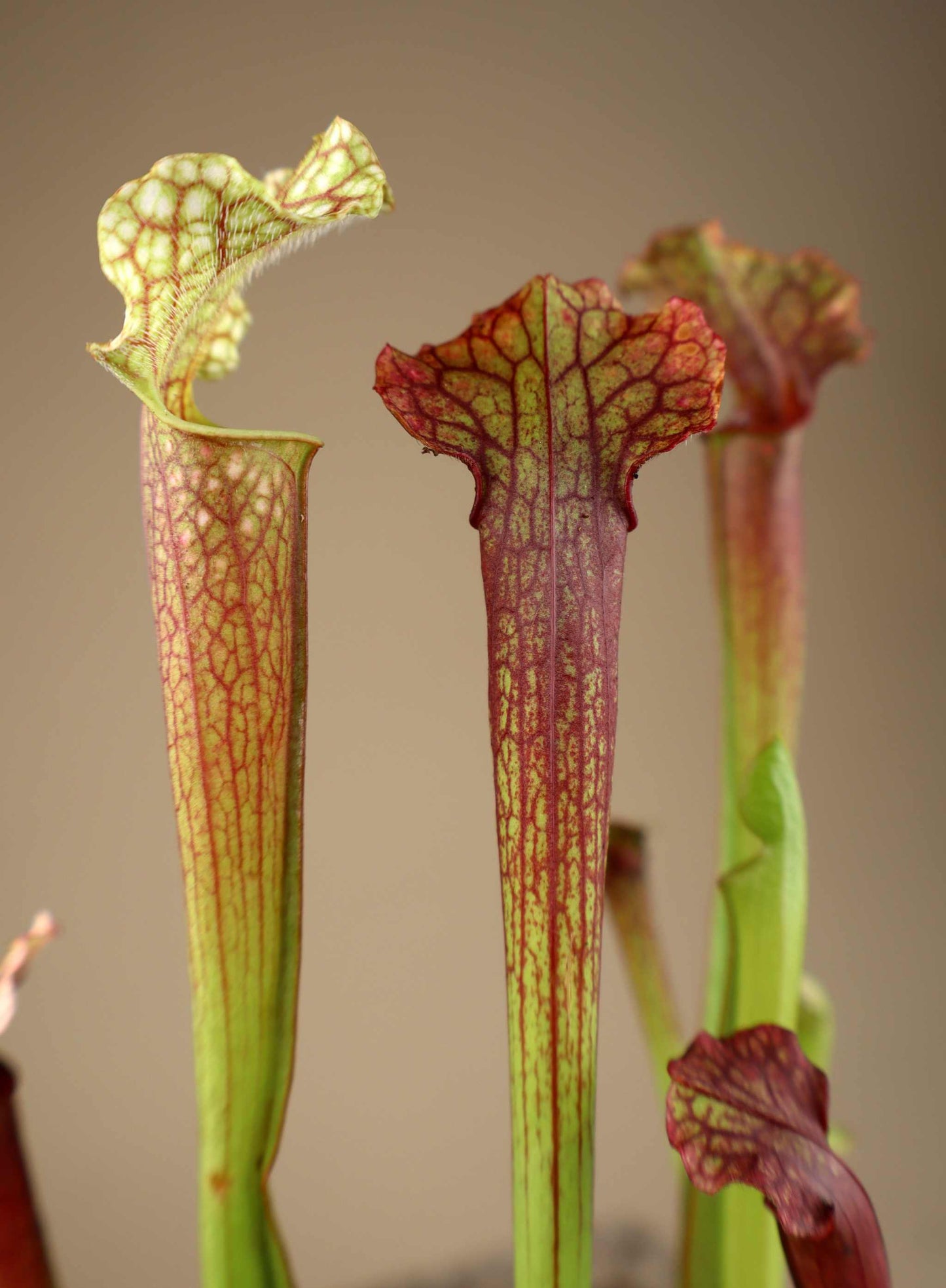 Sarracenia × 'Judith Hindle'