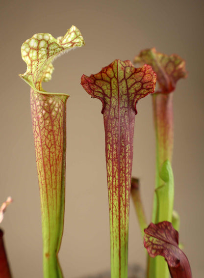 Sarracenia × 'Judith Hindle'