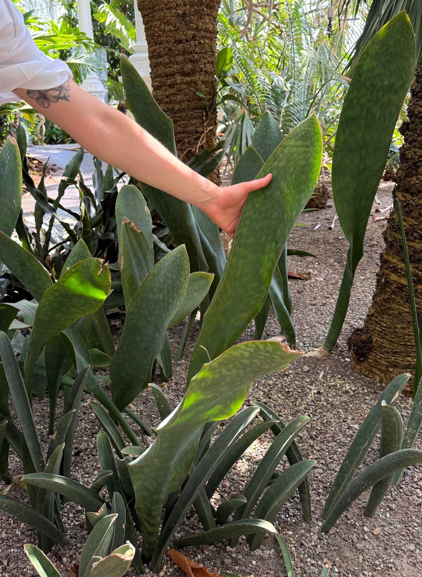 Sansevieria masoniana 'Whale fin'