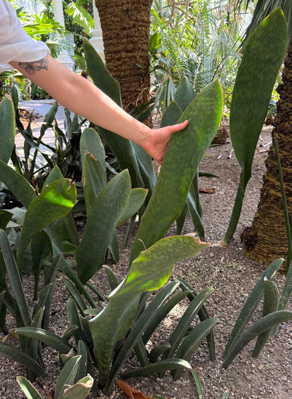 Sansevieria masoniana 'Whale fin'