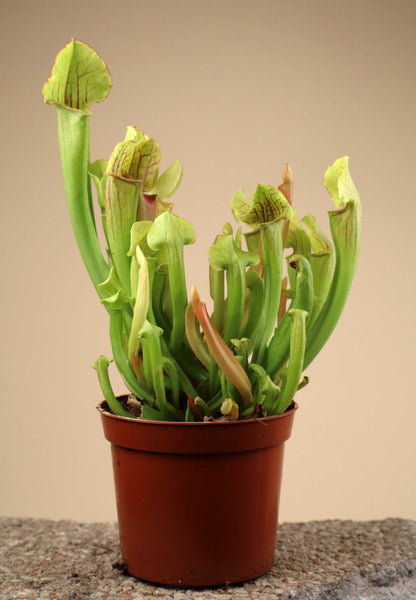 Sarracenia x 'Smoorii'