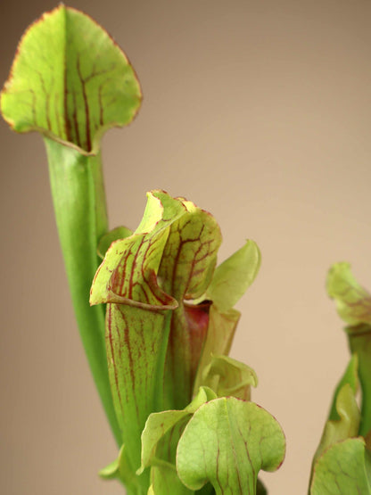 Sarracenia x 'Smoorii'