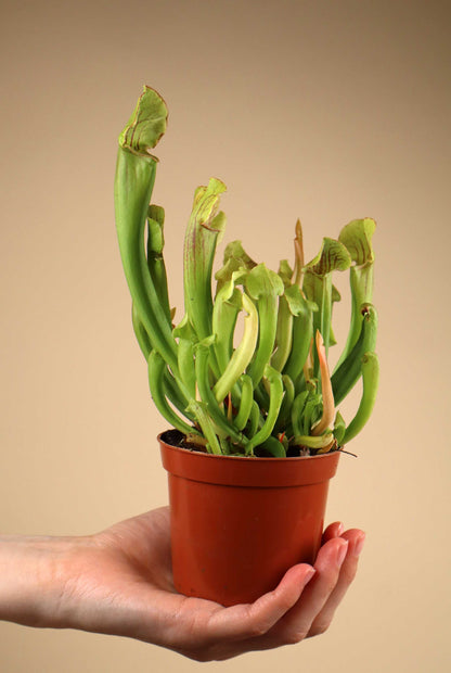 Sarracenia x 'Smoorii'