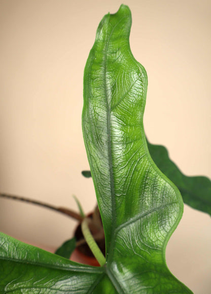 Alocasia sp. Sulawesi 'Sabrina Narrow'