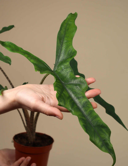 Alocasia sp. Sulawesi 'Sabrina Narrow'