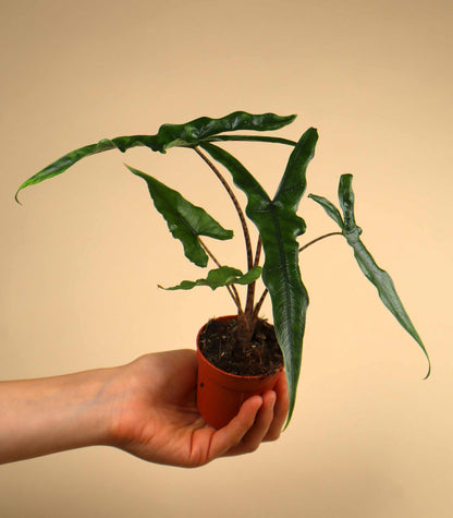 Alocasia sp. Sulawesi 'Sabrina Narrow'
