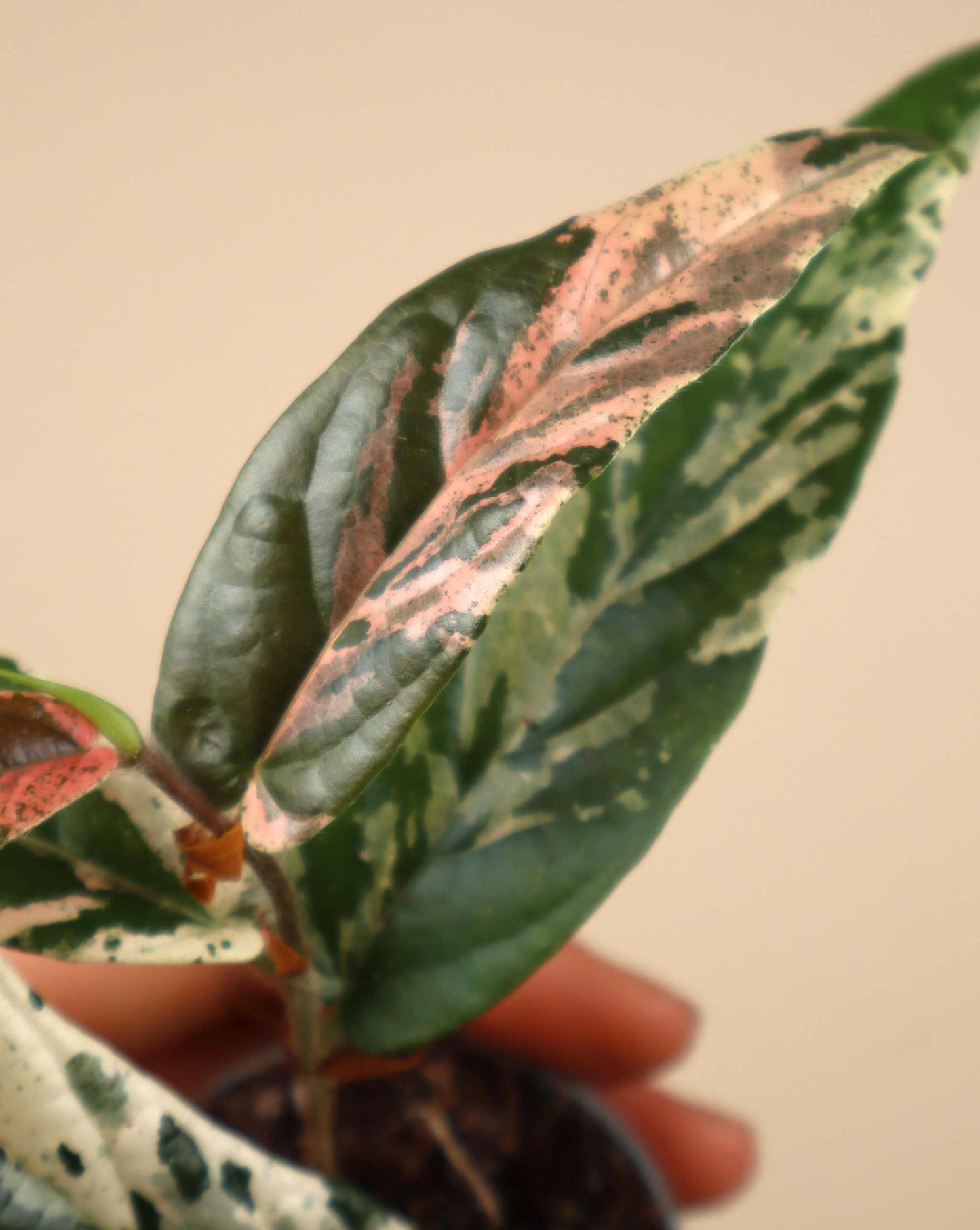 Ficus sagittata pink variegata