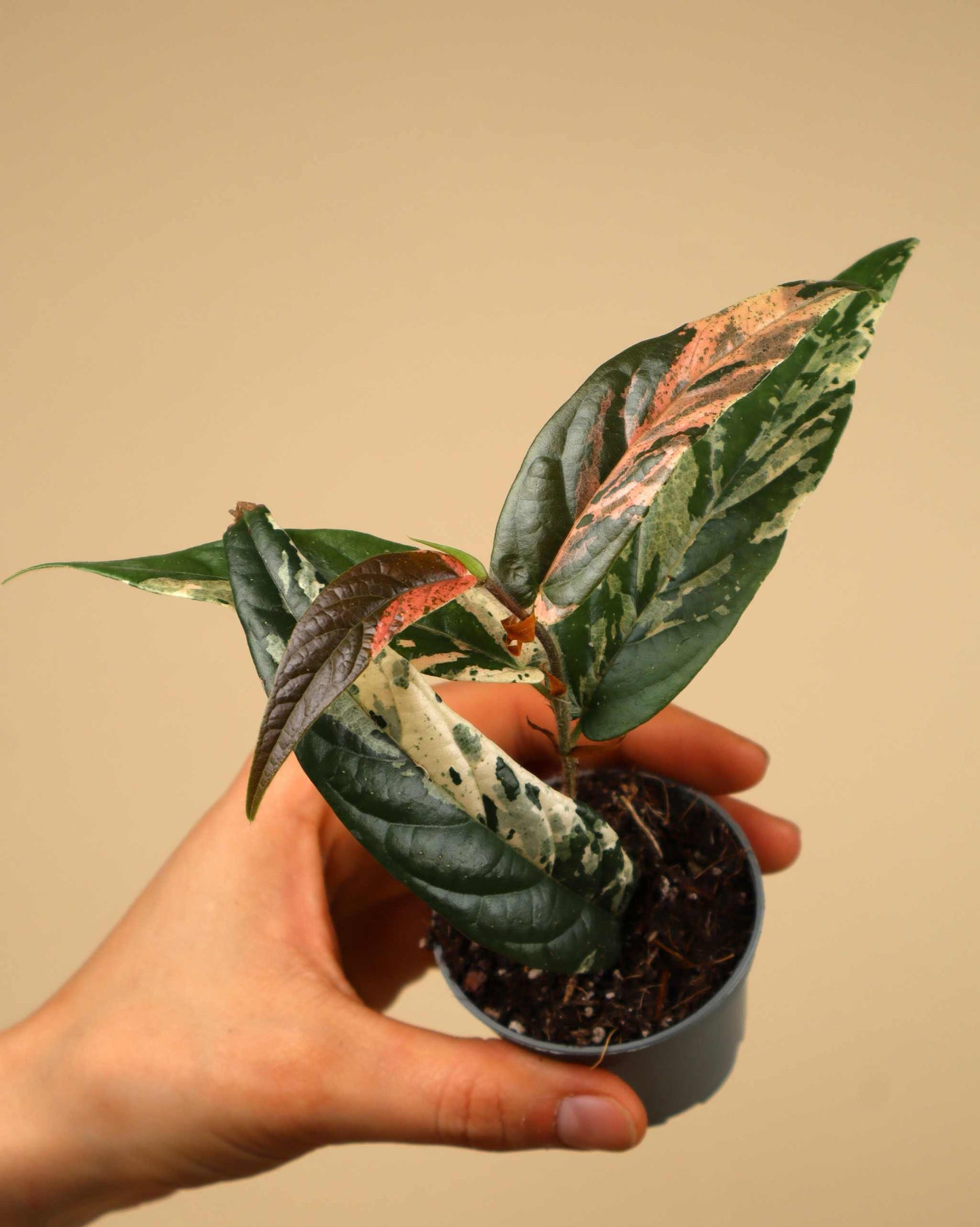 Ficus sagittata pink variegata