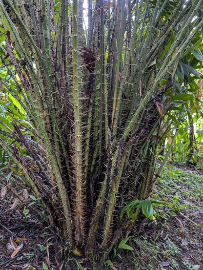 Salak 'Salacca edulis' essbar