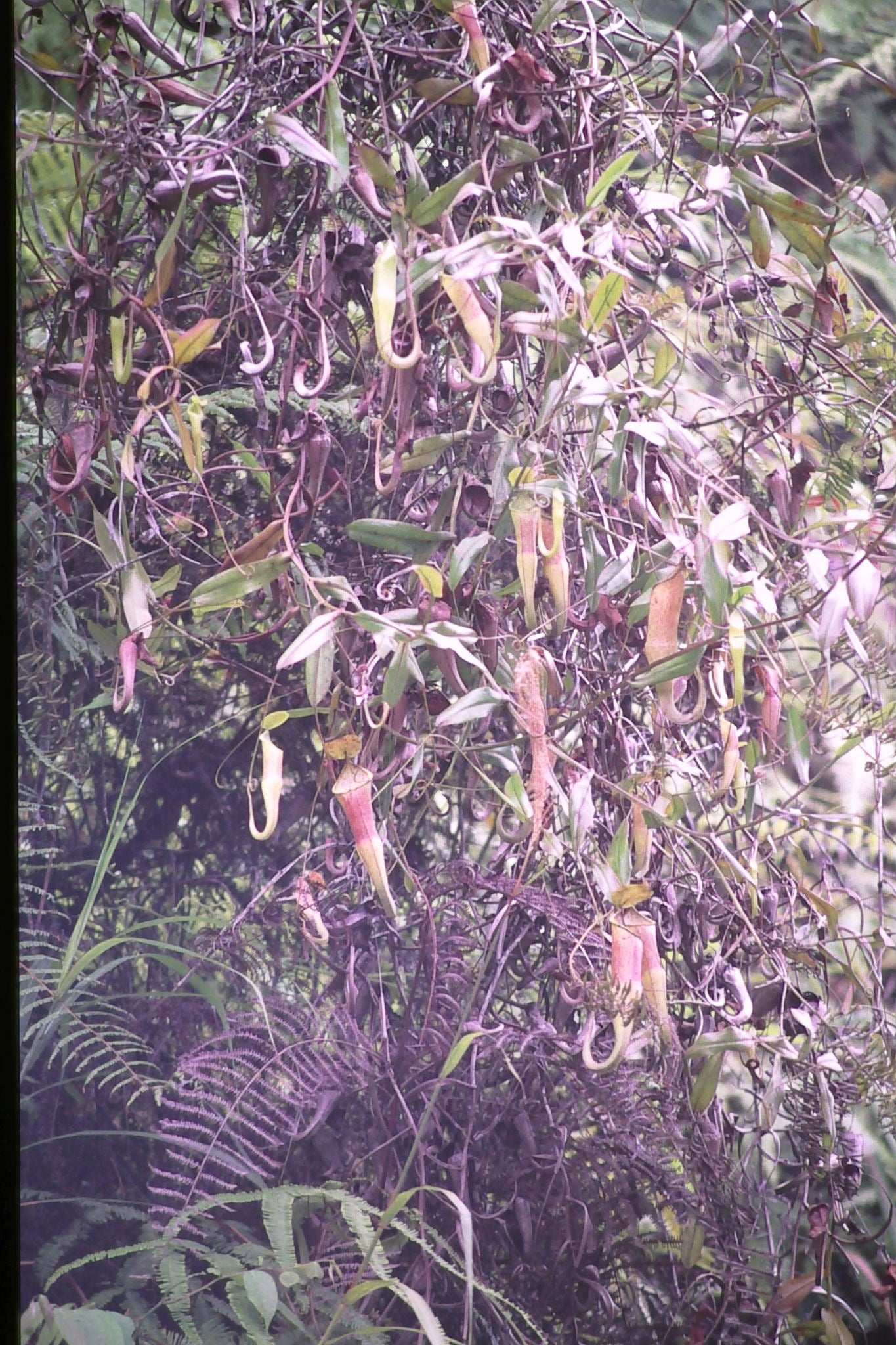 Nepenthes sanguinea