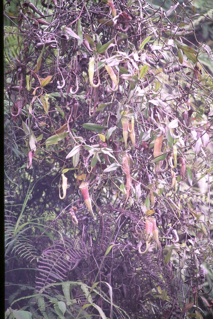 Nepenthes sanguinea