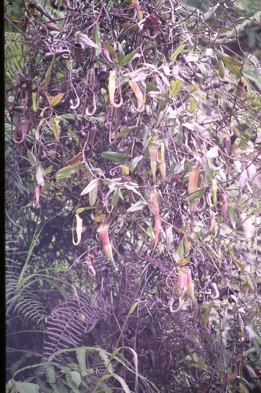 Nepenthes sanguinea
