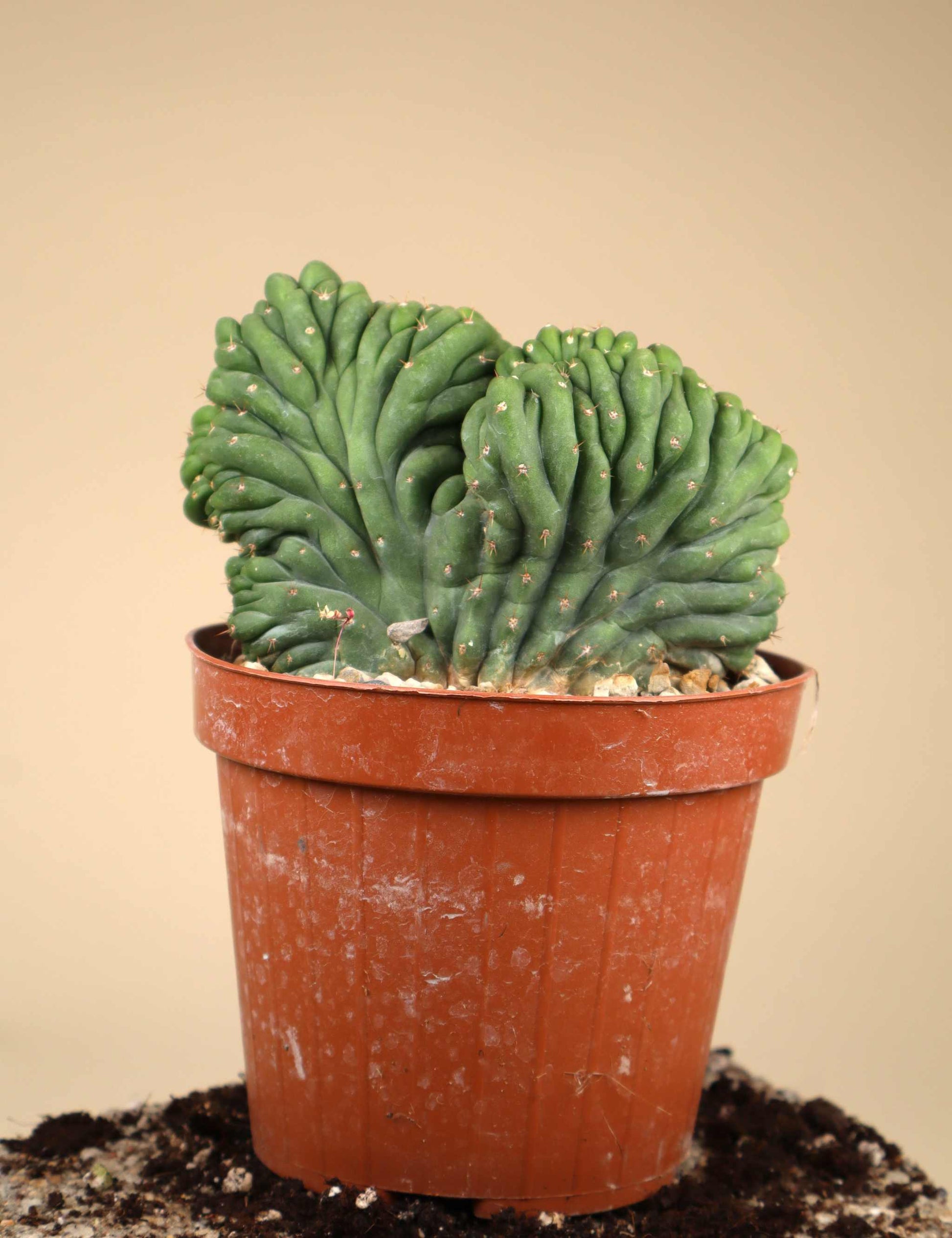 San Pedro Kaktus 'Echinopsis pachanoi'