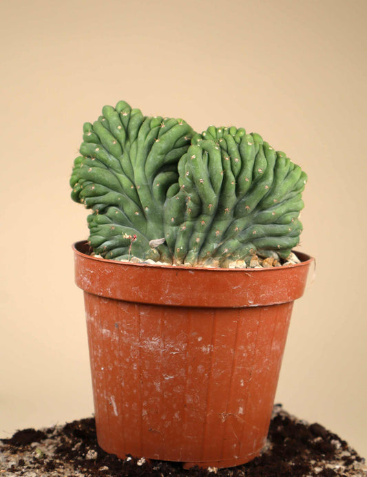 San Pedro cactus 'Echinopsis pachanoi forma cristata'