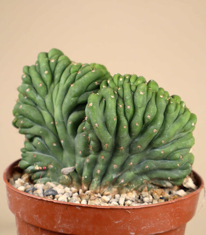 San Pedro kaktus 'Echinopsis pachanoi forma cristata'