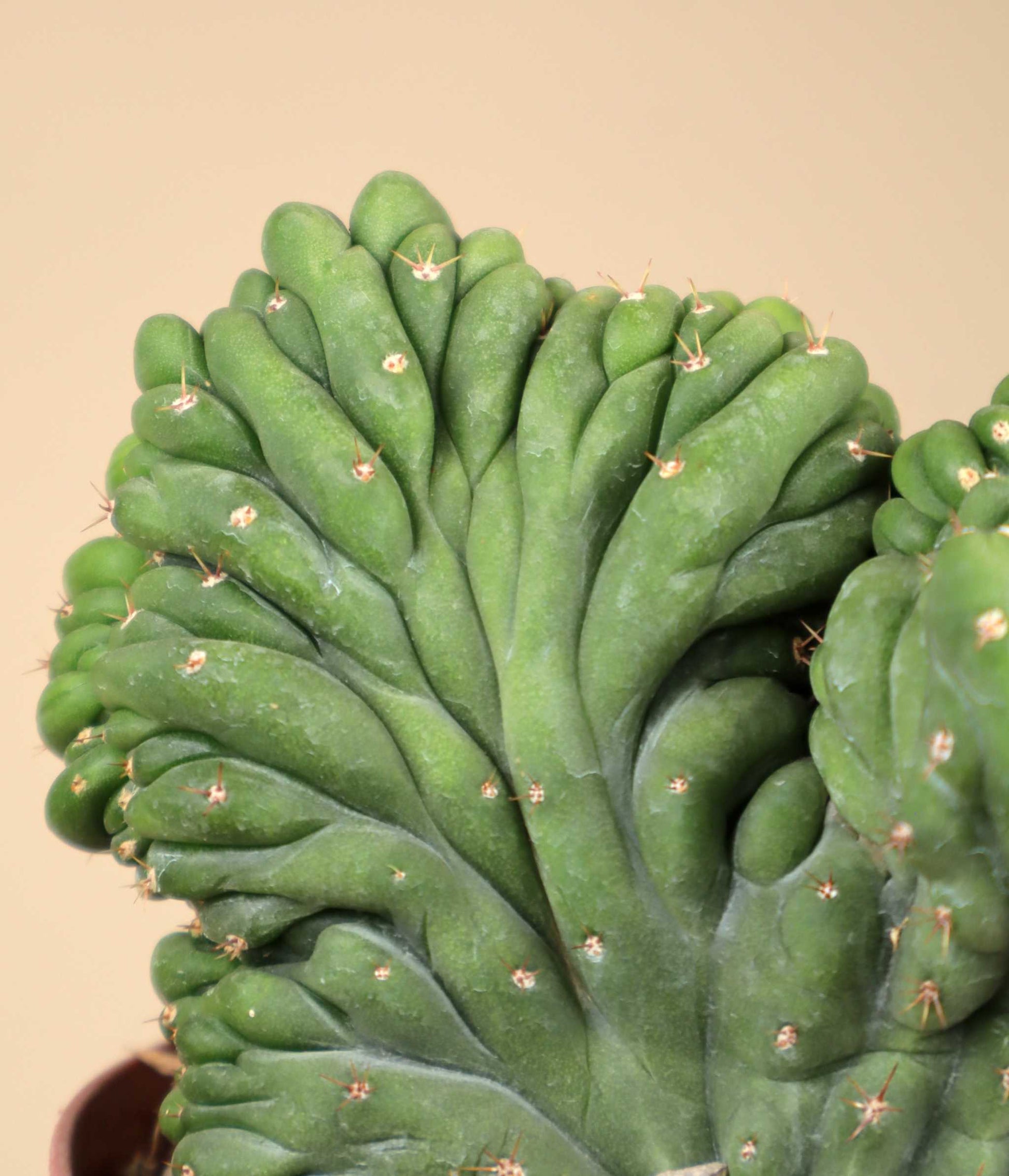 San Pedro Kaktus 'Echinopsis pachanoi' | Ungewhnliche Pflanzen online  kaufen  Ormbunker