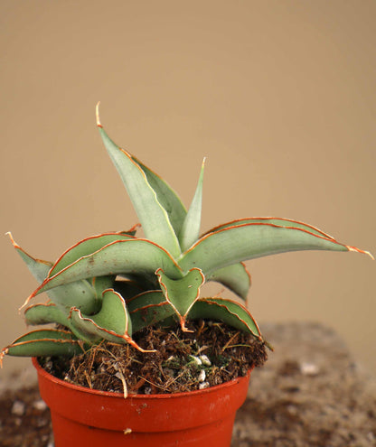 Sansevieria 'Swan Dancer'