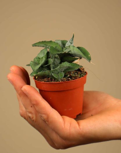 Sansevieria x 'Rookie'