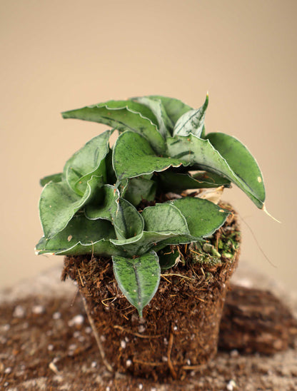 Sansevieria x 'Rookie'