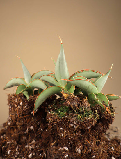 Sansevieria 'Swan Dancer'