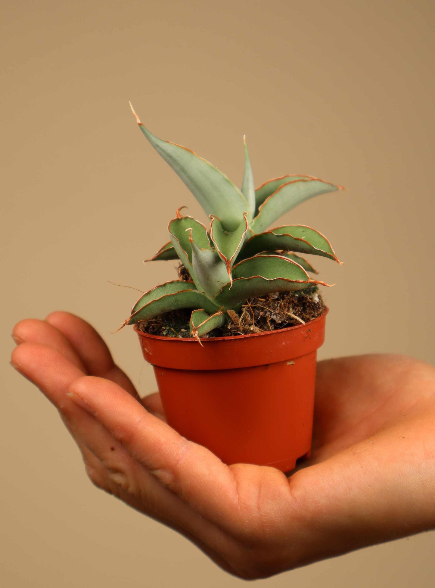Sansevieria 'Swan Dancer'