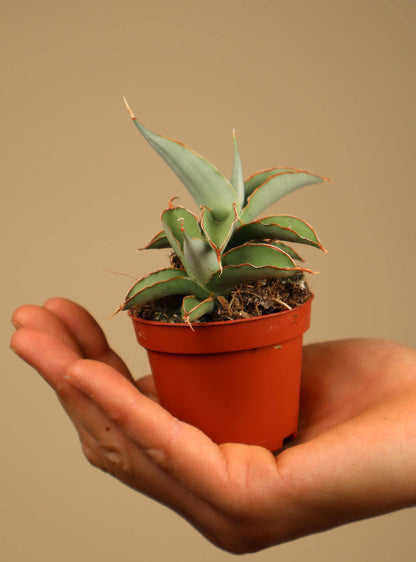 Sansevieria 'Swan Dancer'