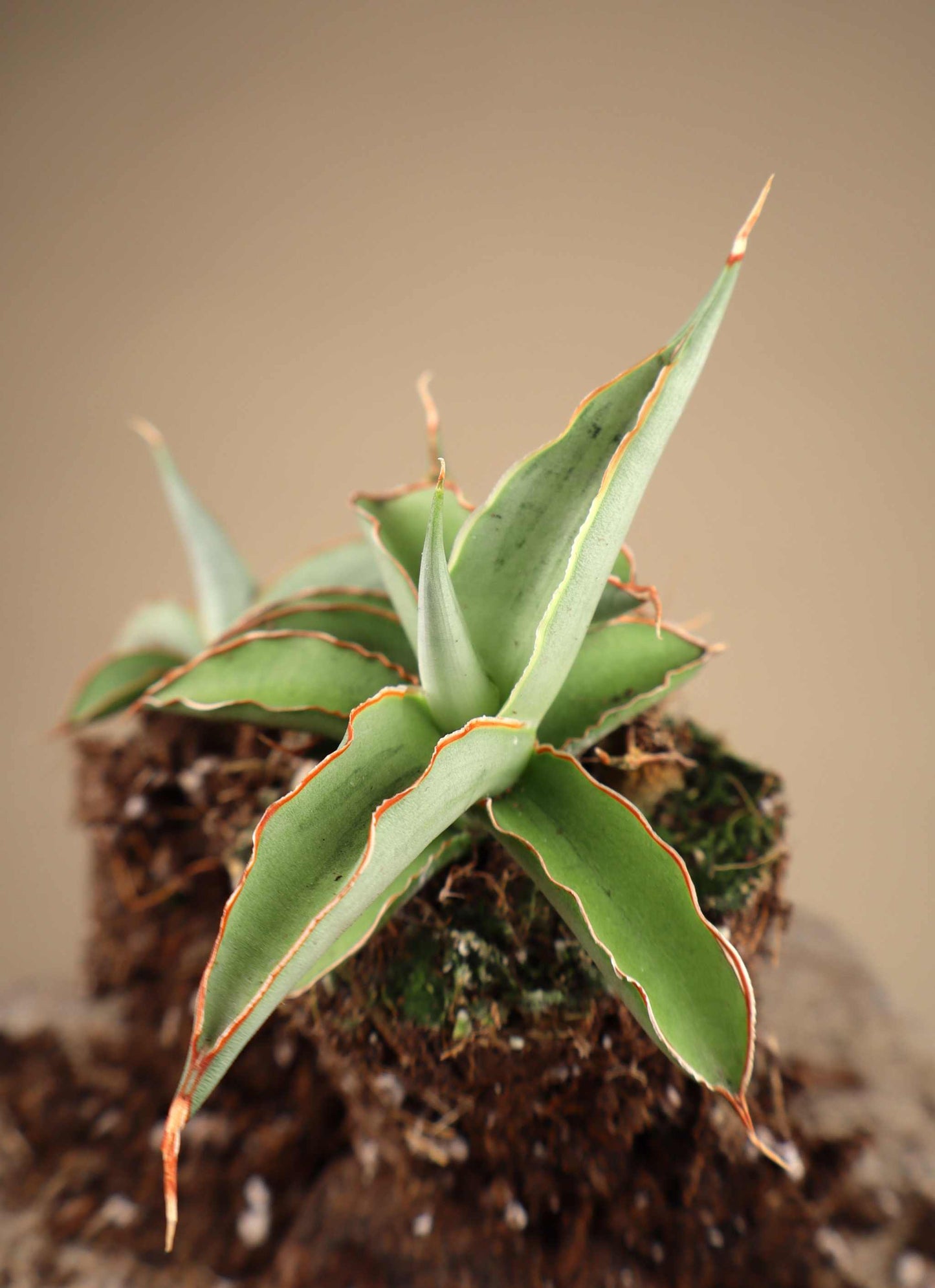 Sansevieria 'Swan Dancer'