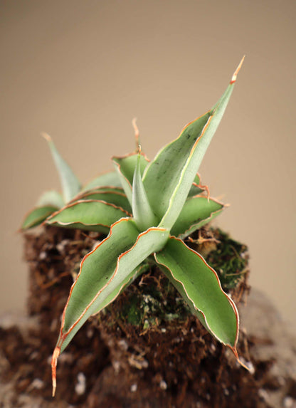 Sansevieria 'Swan Dancer'