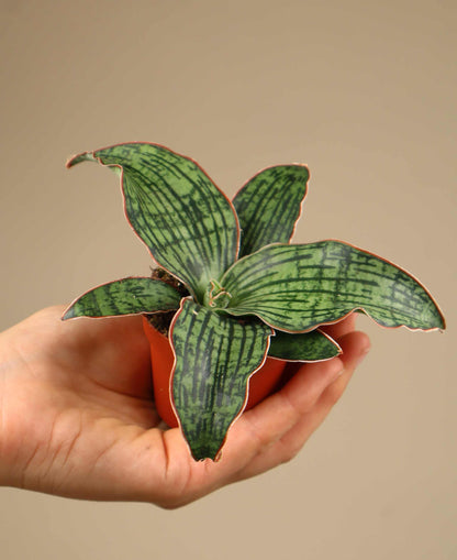 Sansevieria 'Cleopatra'