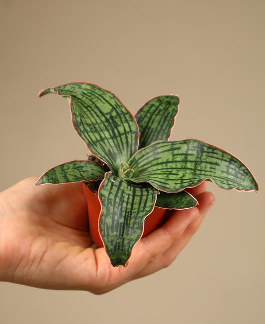 Sansevieria 'Cleopatra'