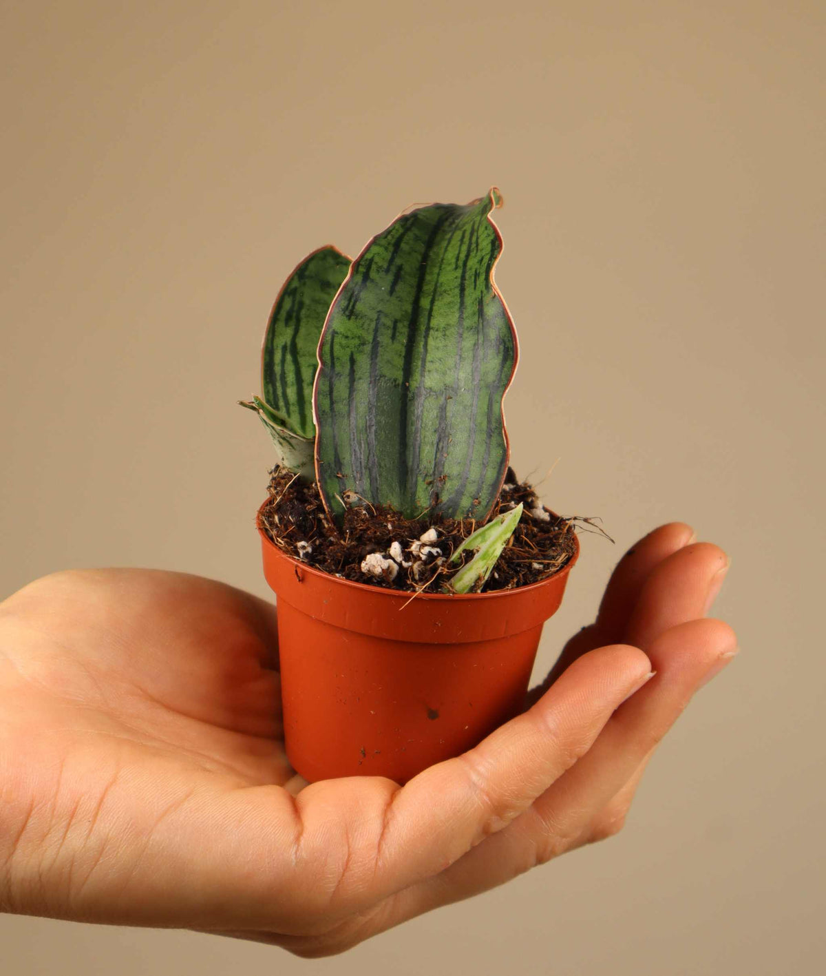 Sansevieria 'Cleopatra'