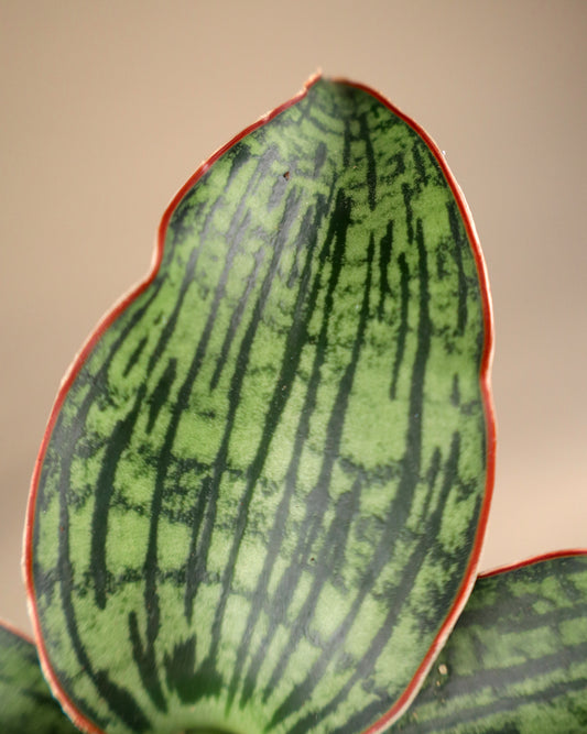 Sansevieria 'Cleopatra'