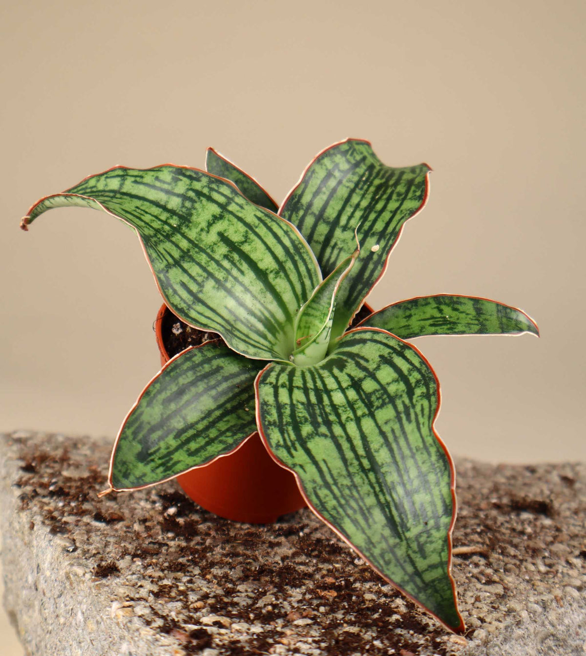Sansevieria 'Cleopatra'