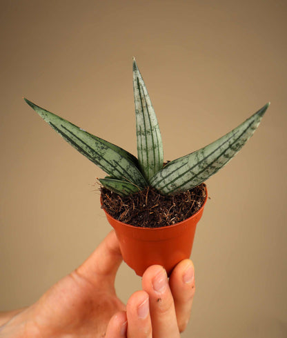 Sansevieria x 'Rookie'