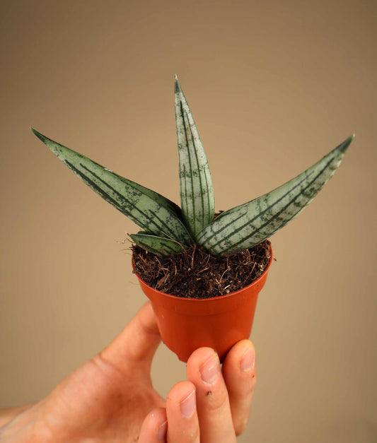 Sansevieria x 'Rookie'